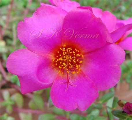  Flower